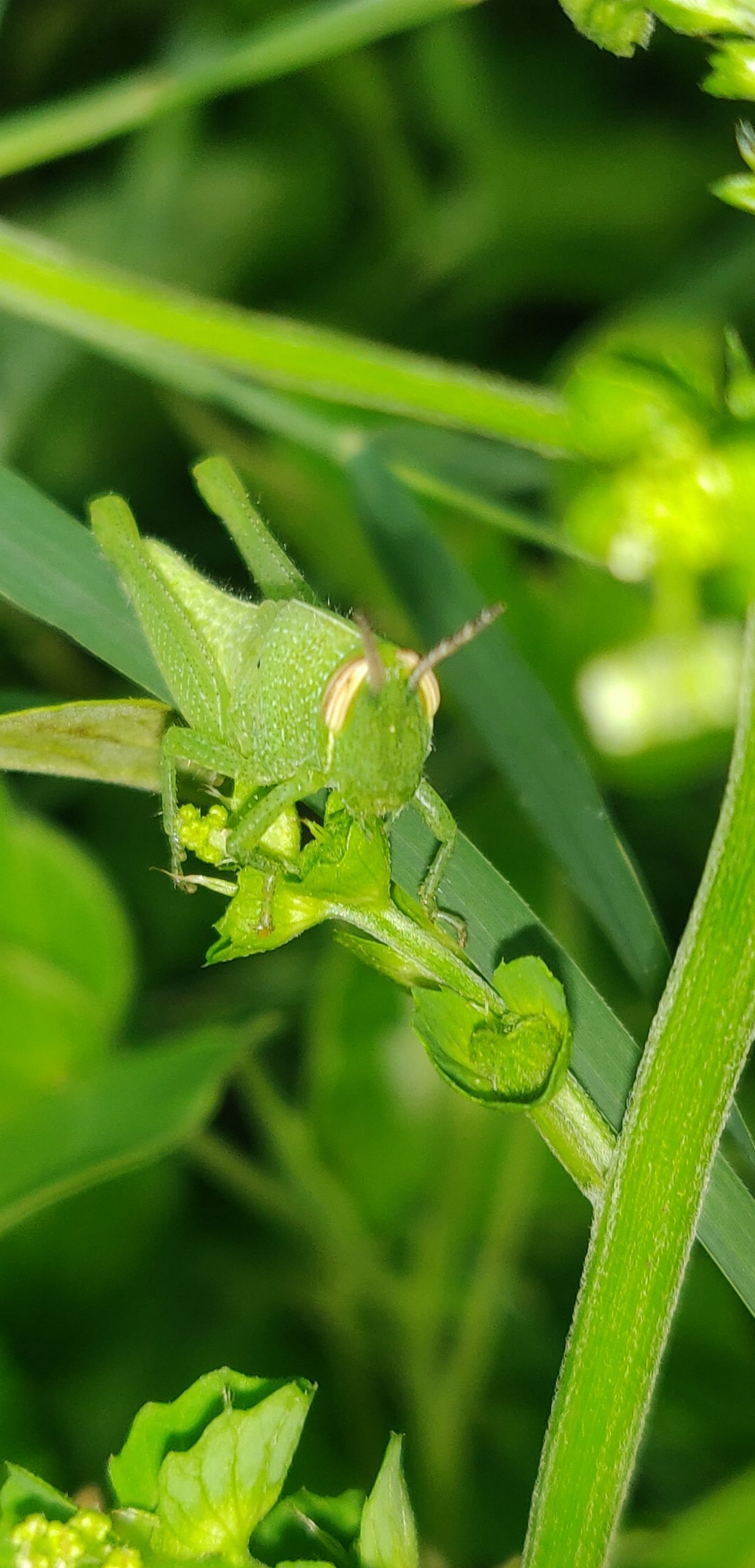 A grasshopper sitting on a plant