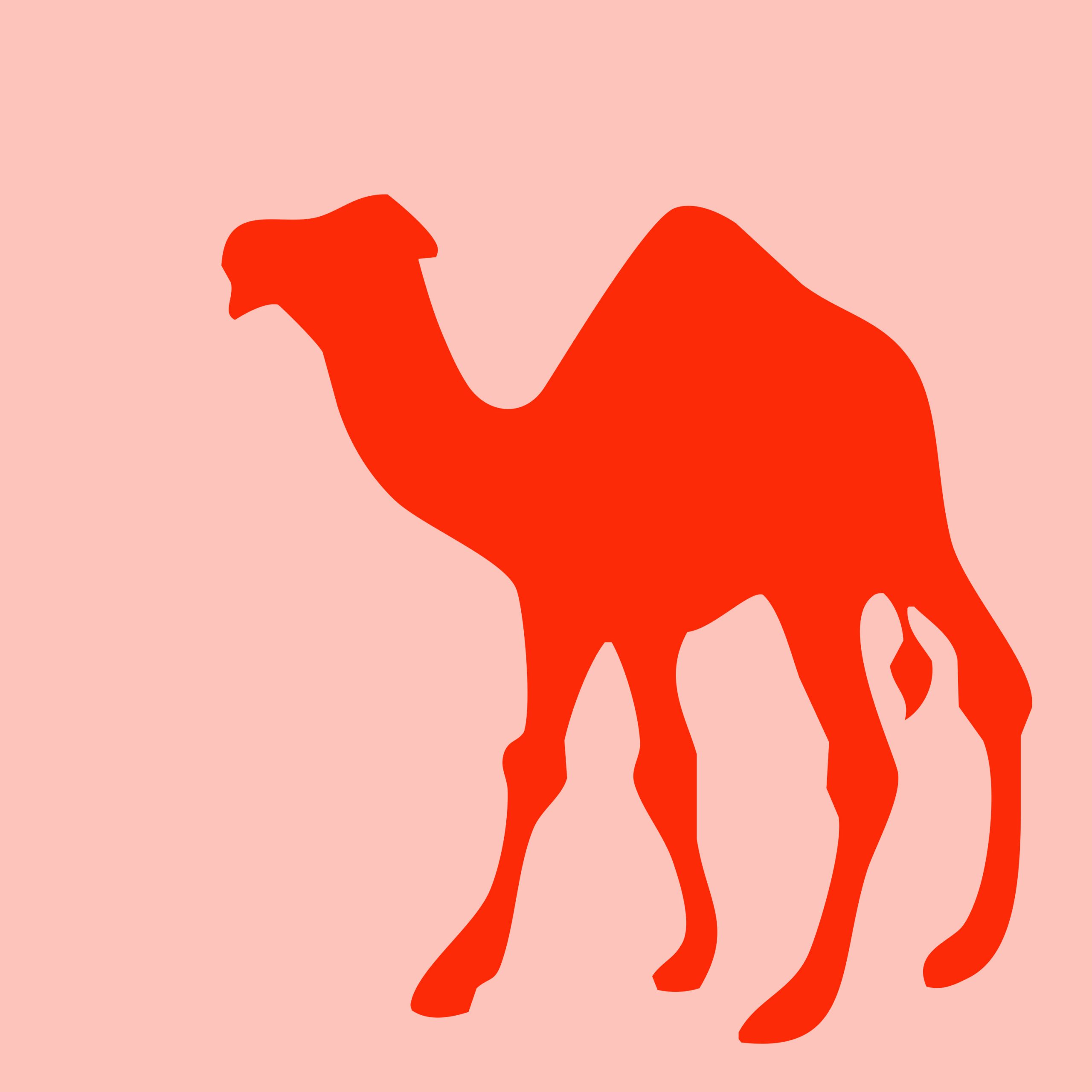 Camel illustration