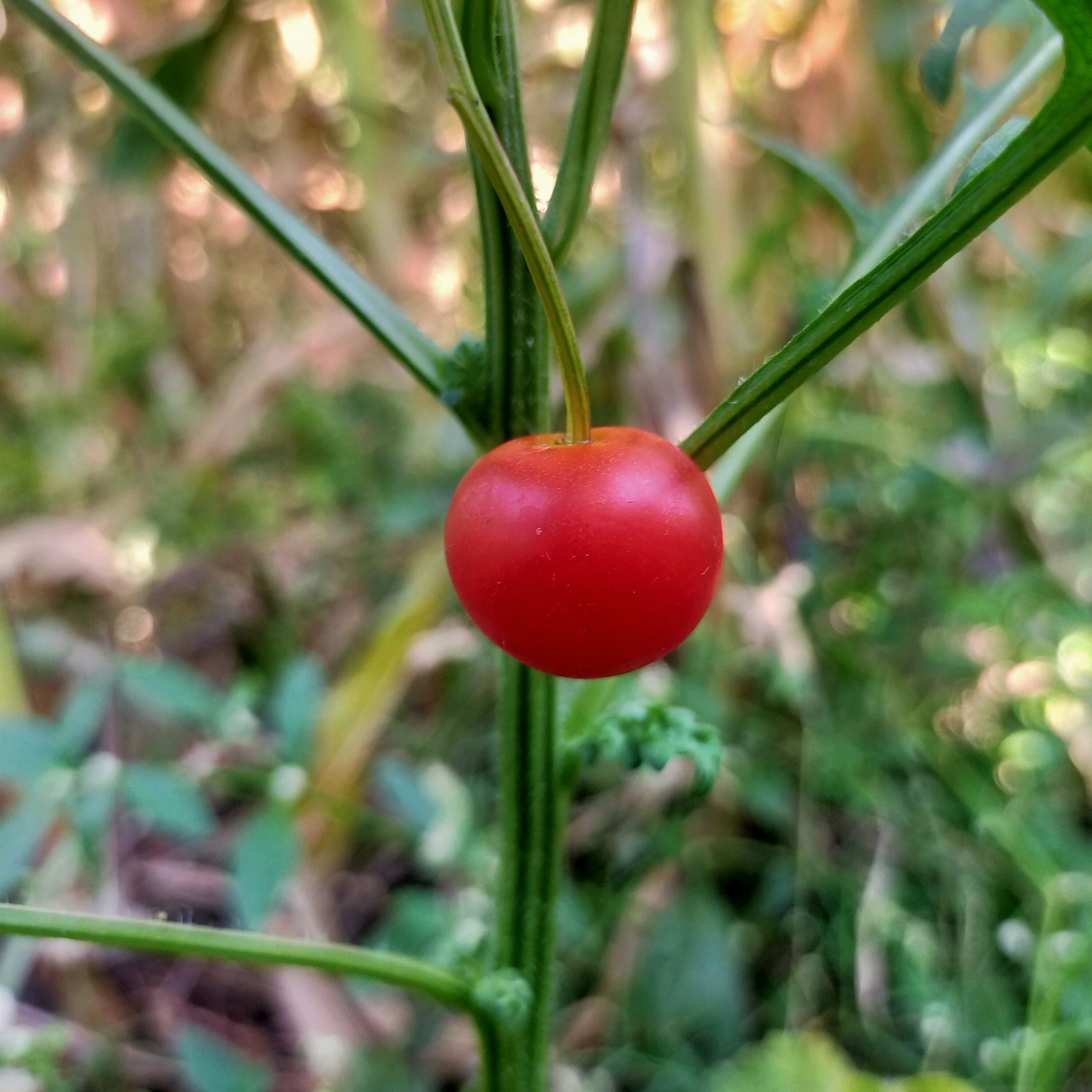 A red tomato