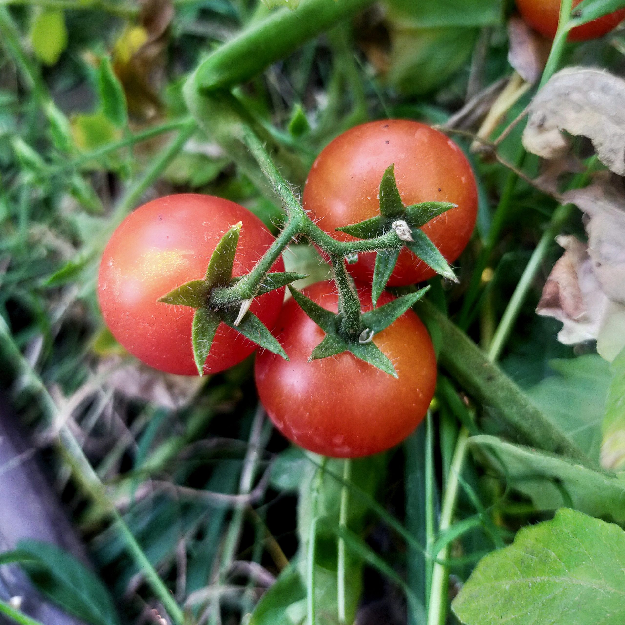 Tomatoes on plant