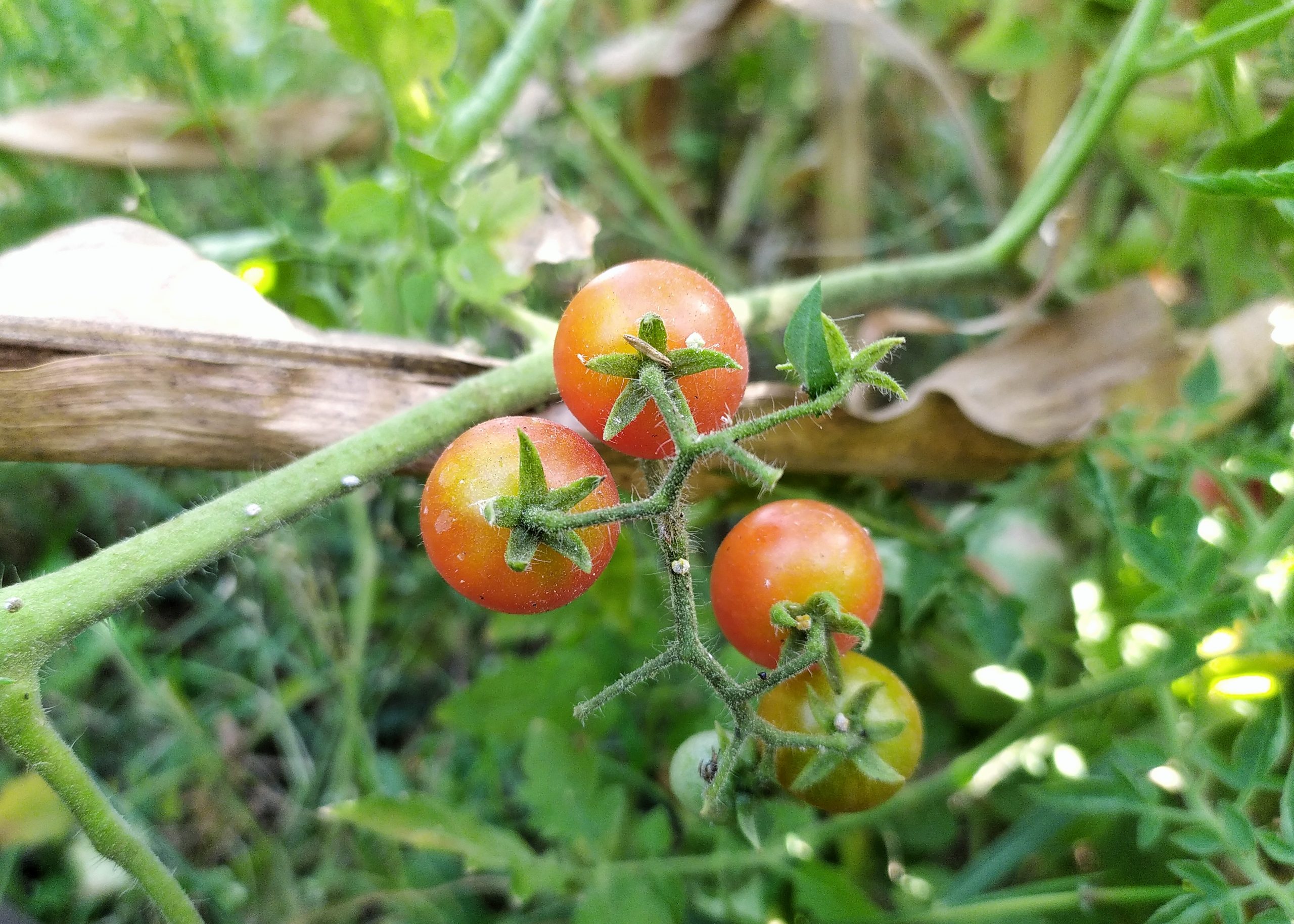 Tomatoes on plant