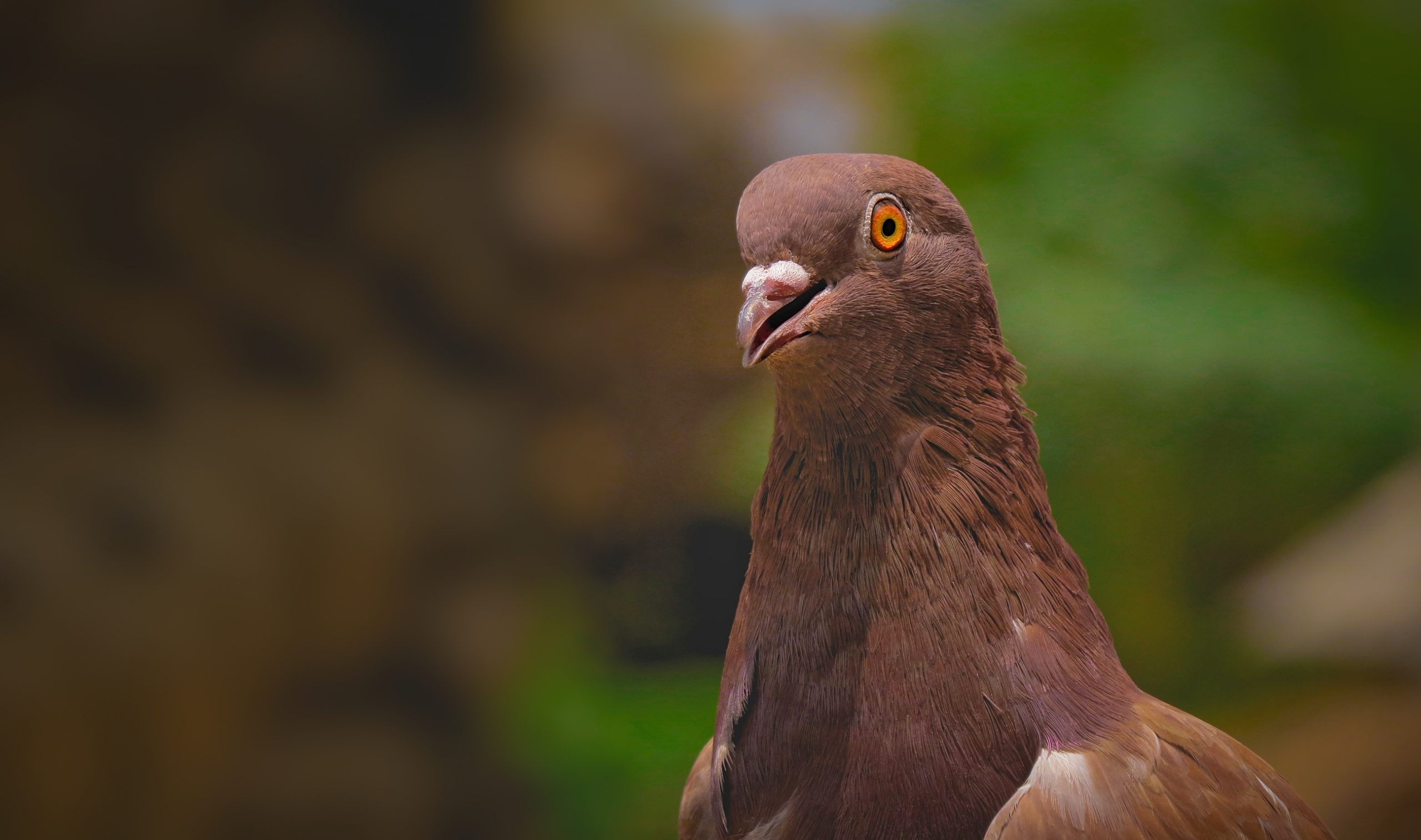 A brown dove