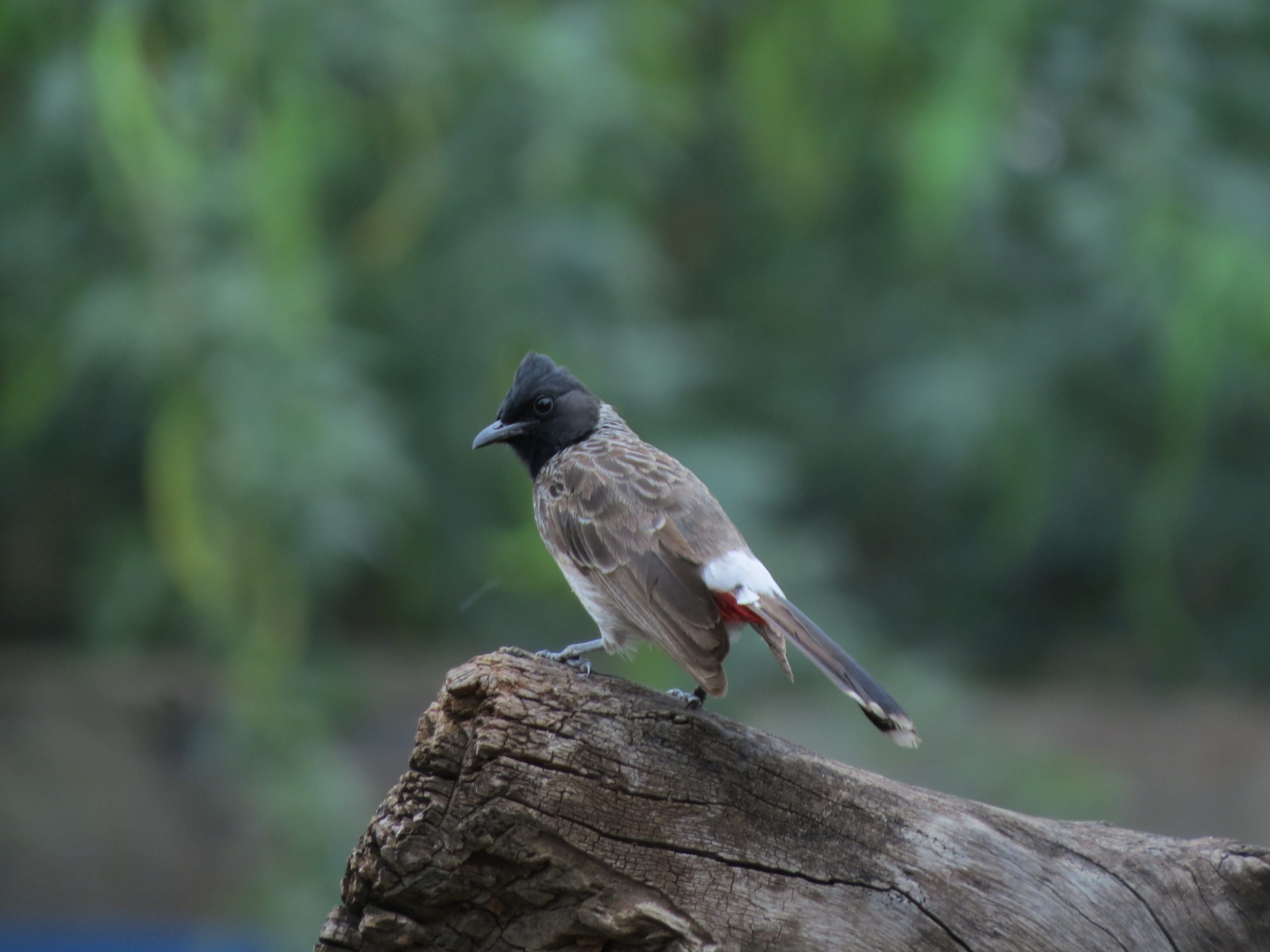 A bulbul bird on a wood