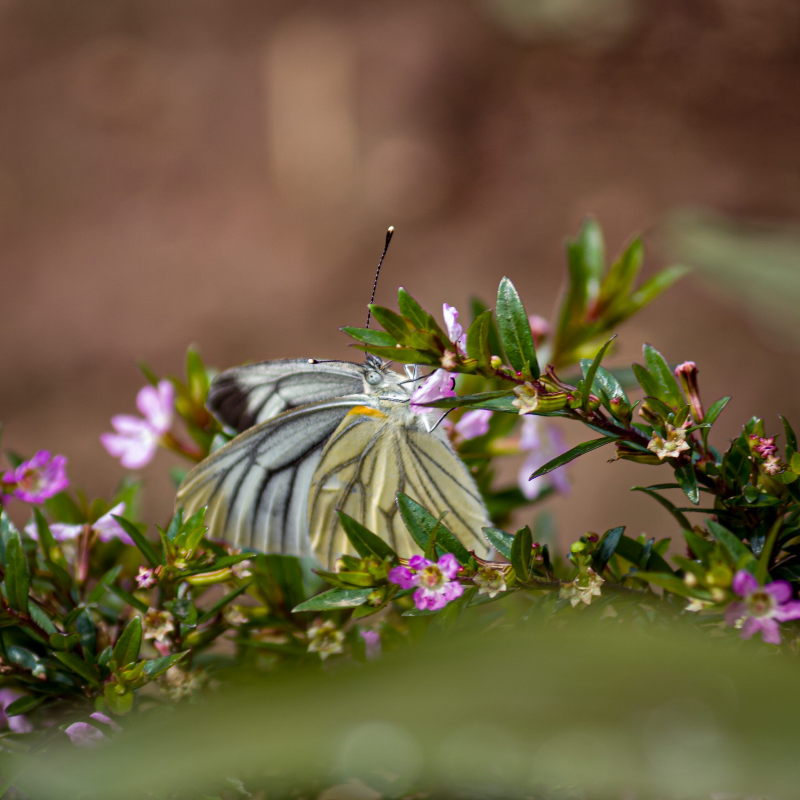 A butterfly on a branch