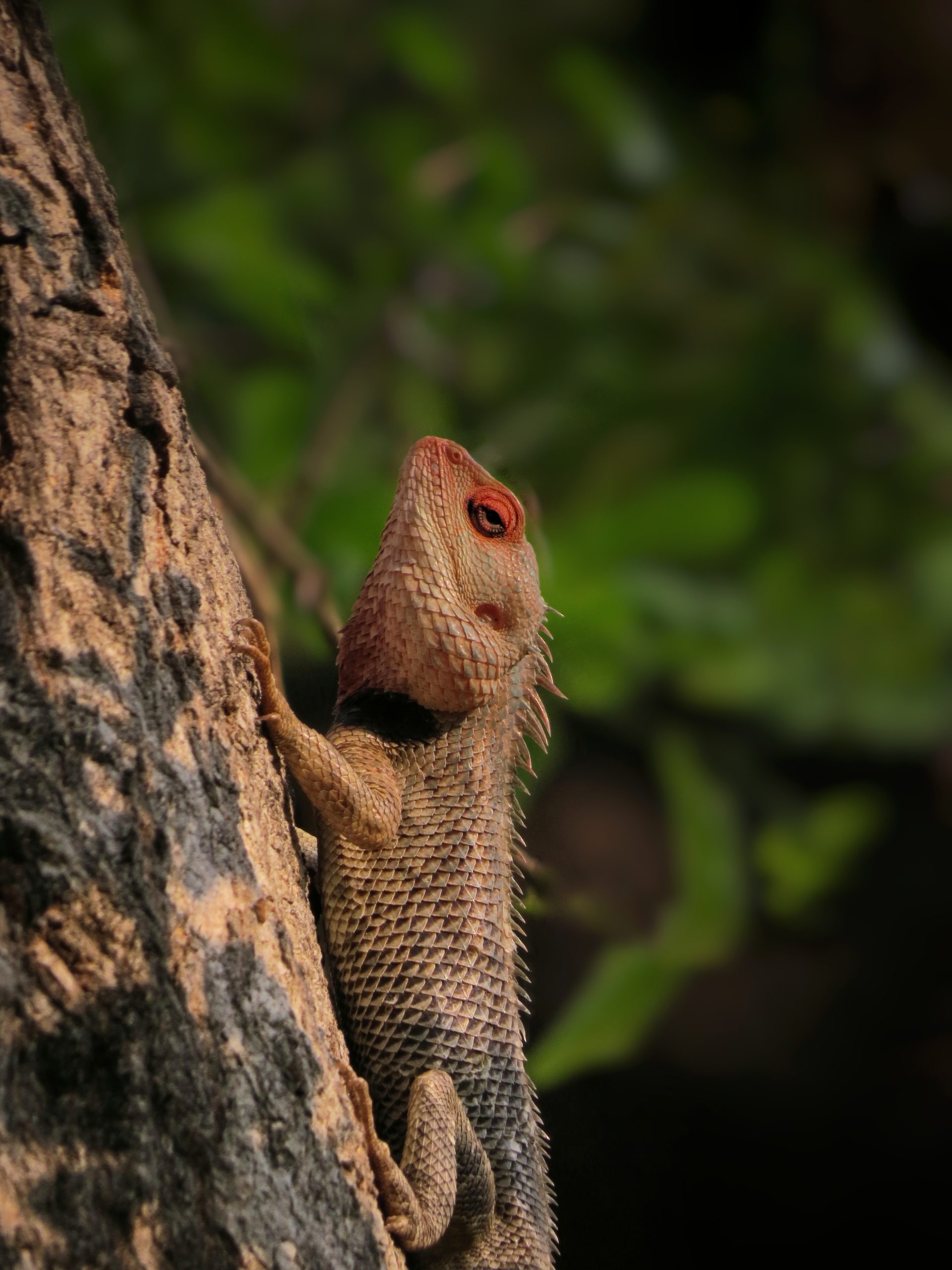 A garden lizard on a tree