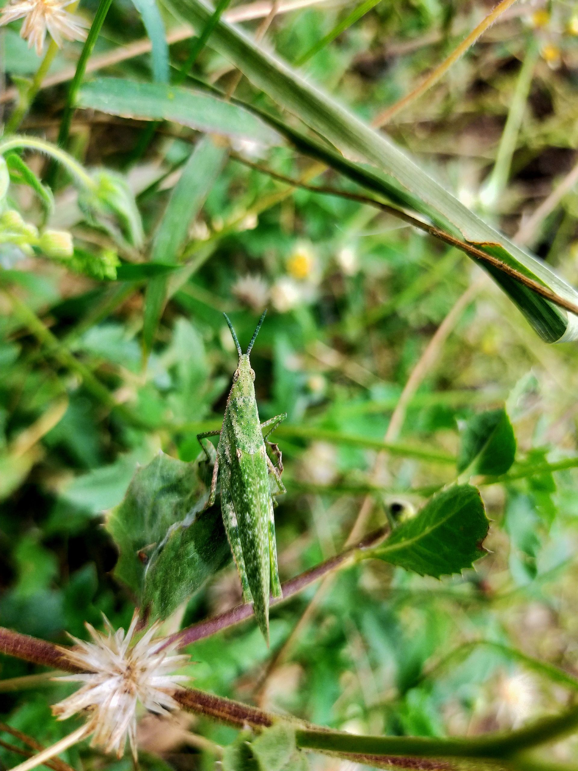 A grasshopper on a leaf