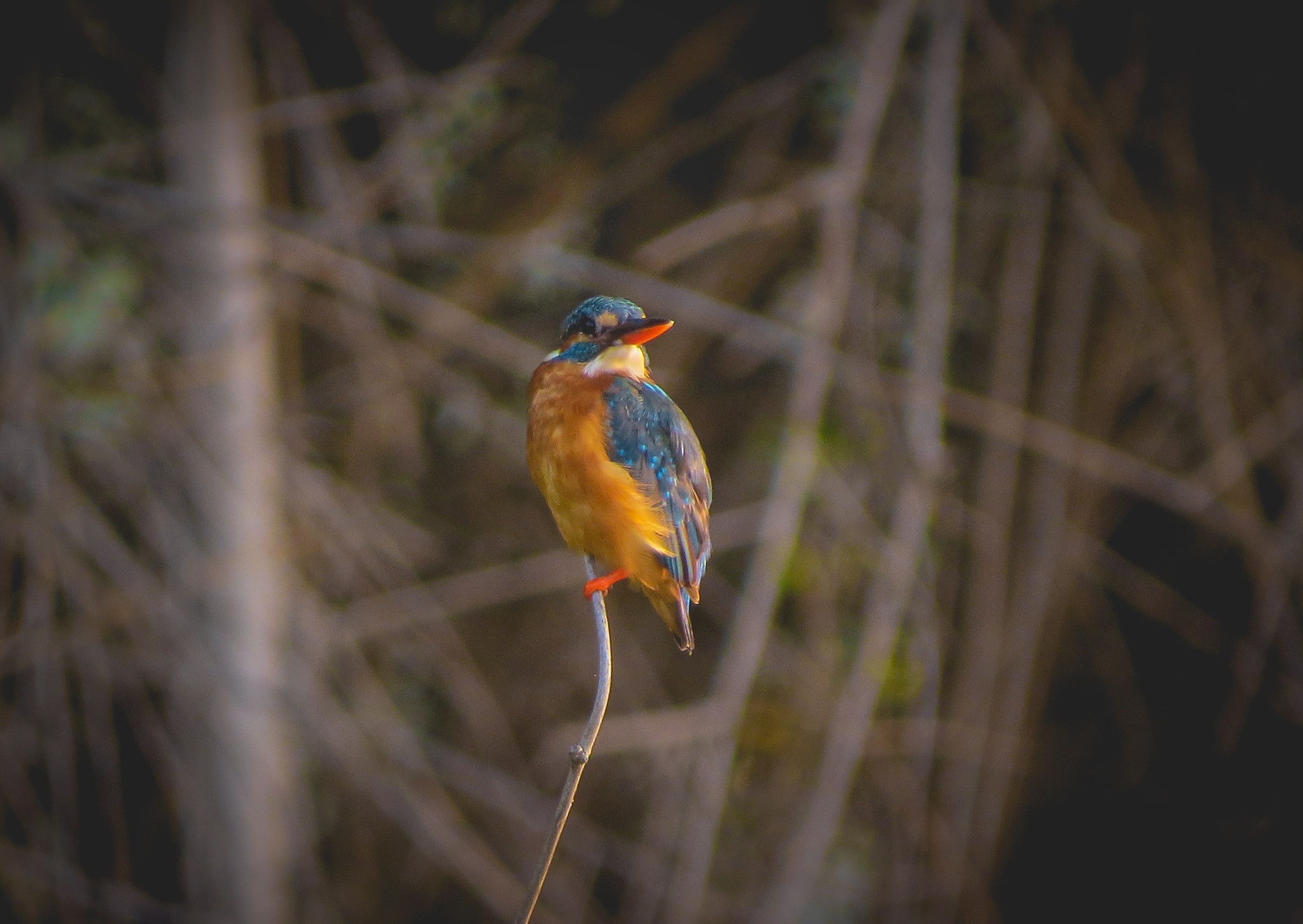 A kingfisher on a twig