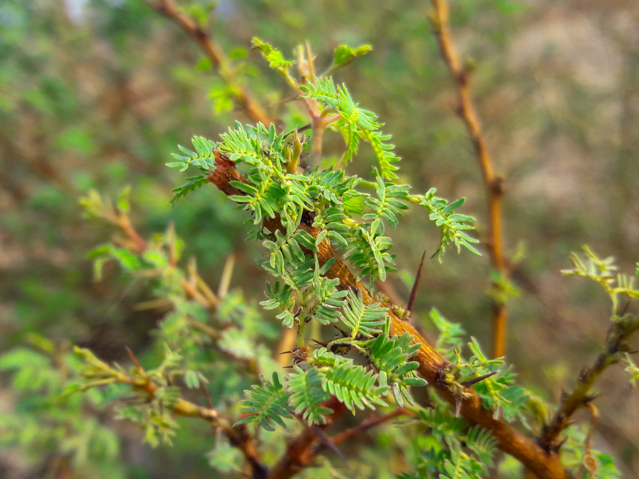 Green leaves of a plant