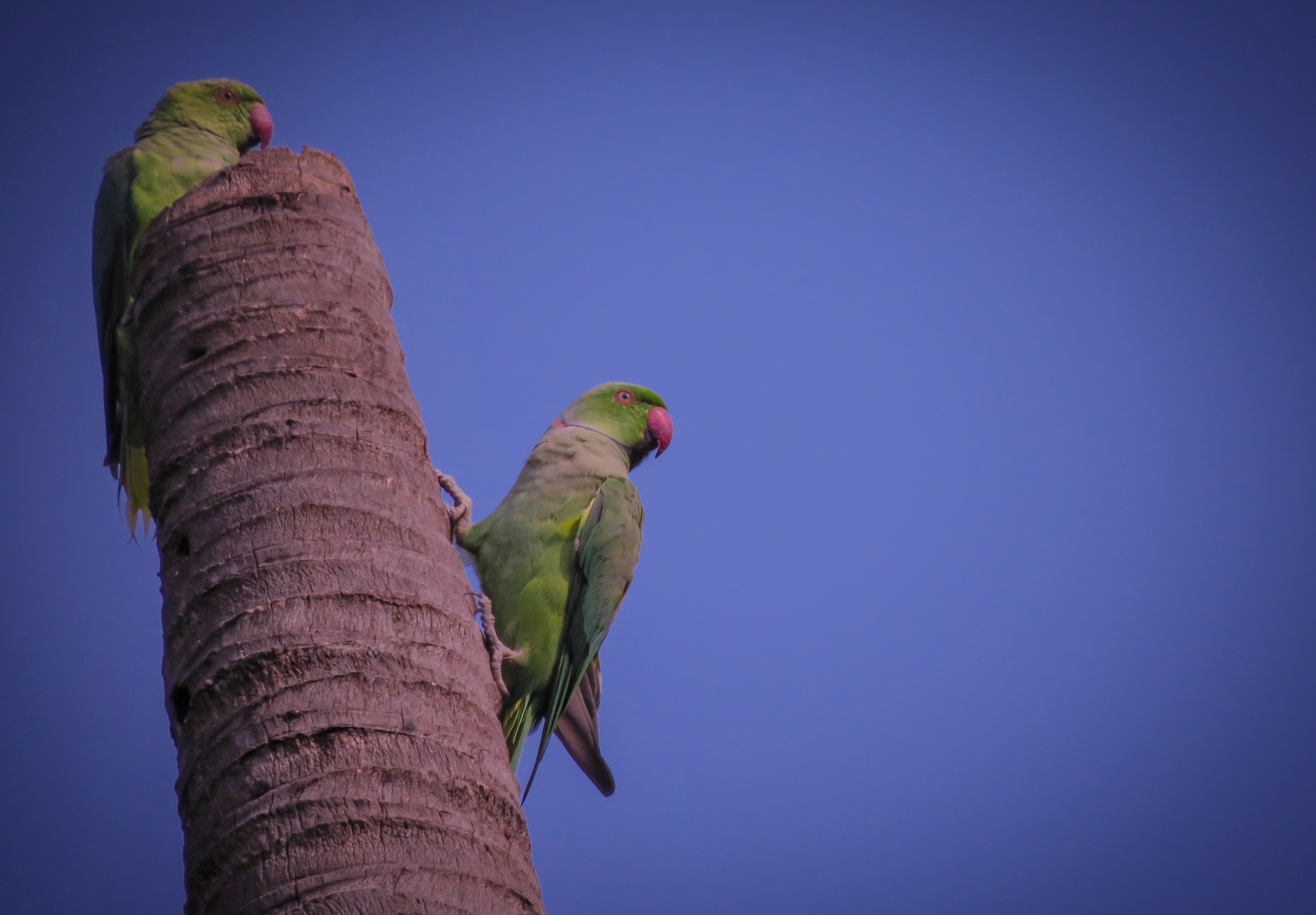 Parrots on a broken tree