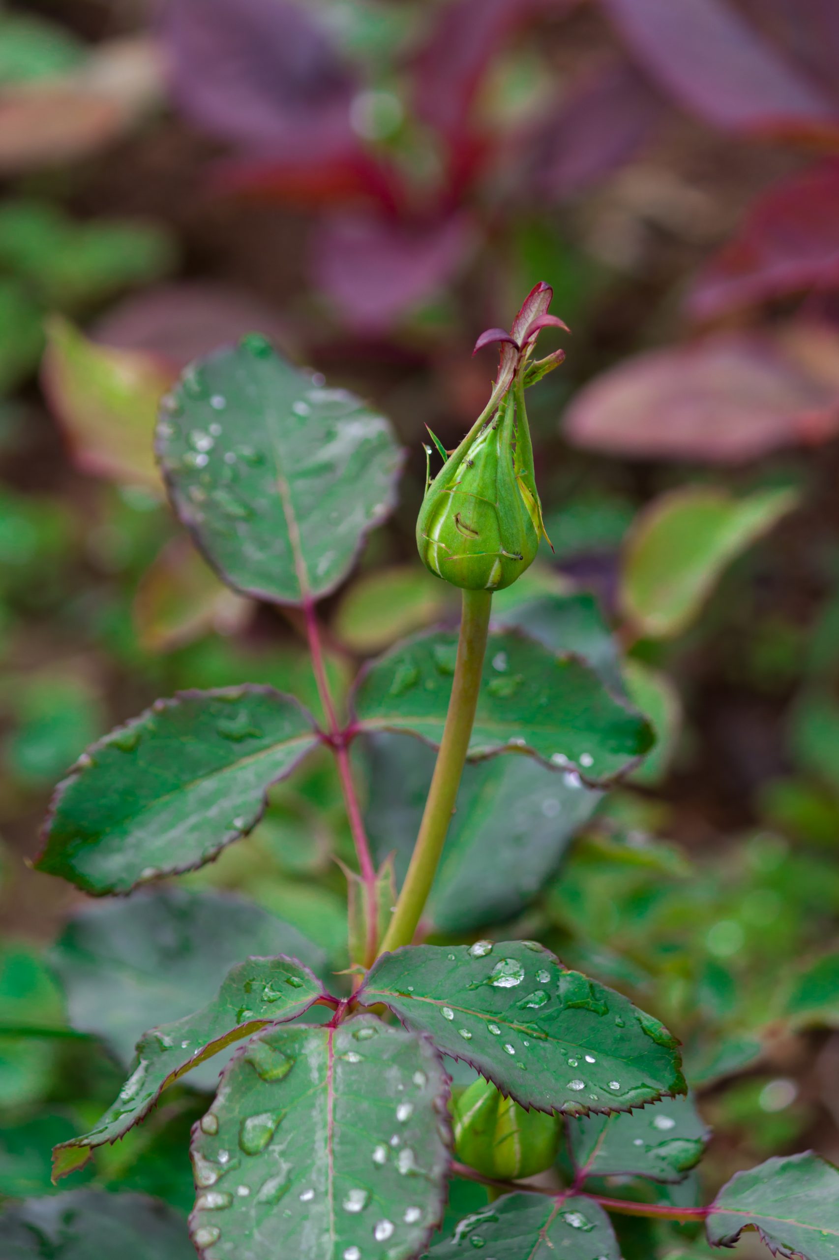 Rose flower bud