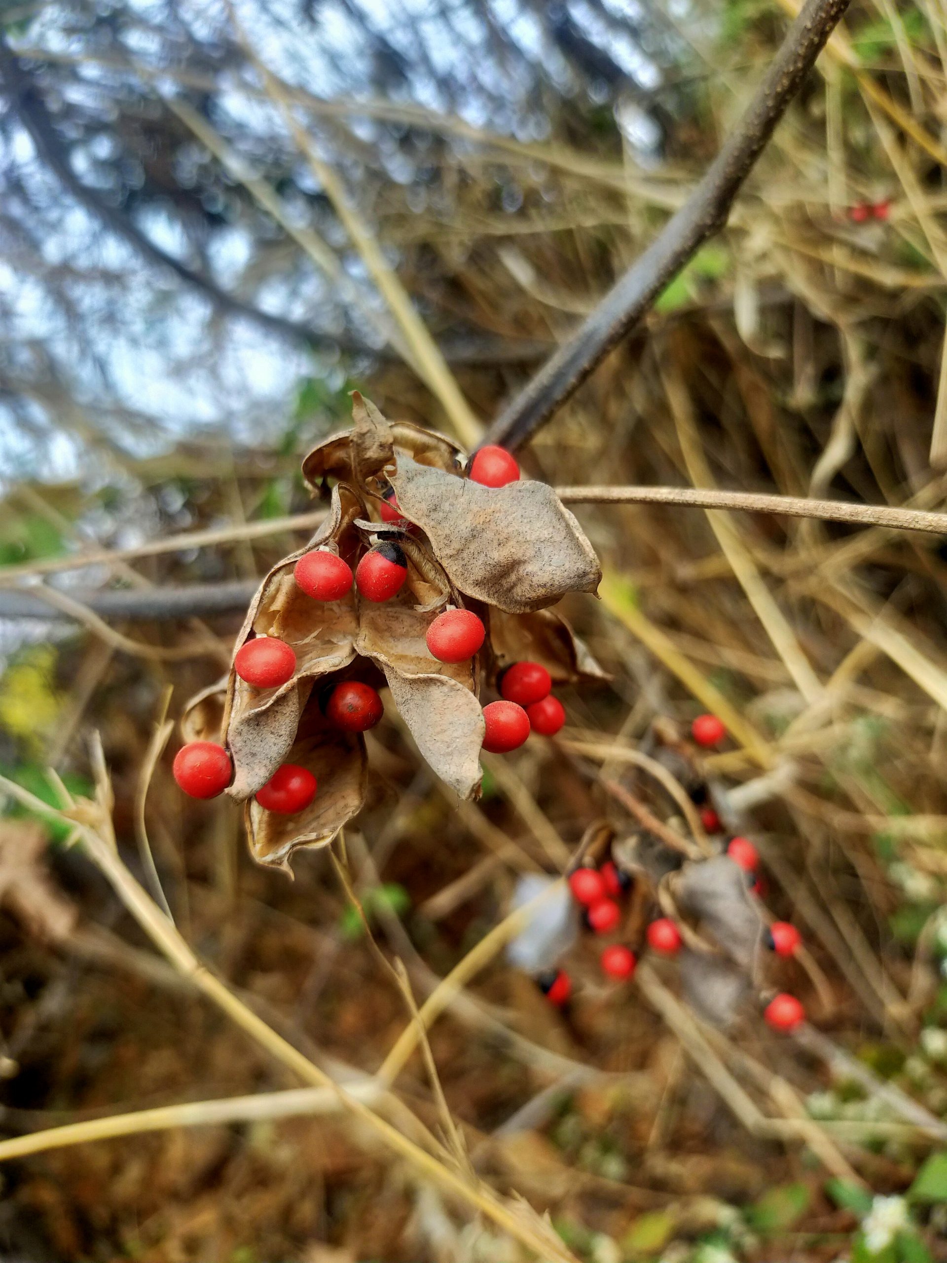 Seeds on plant