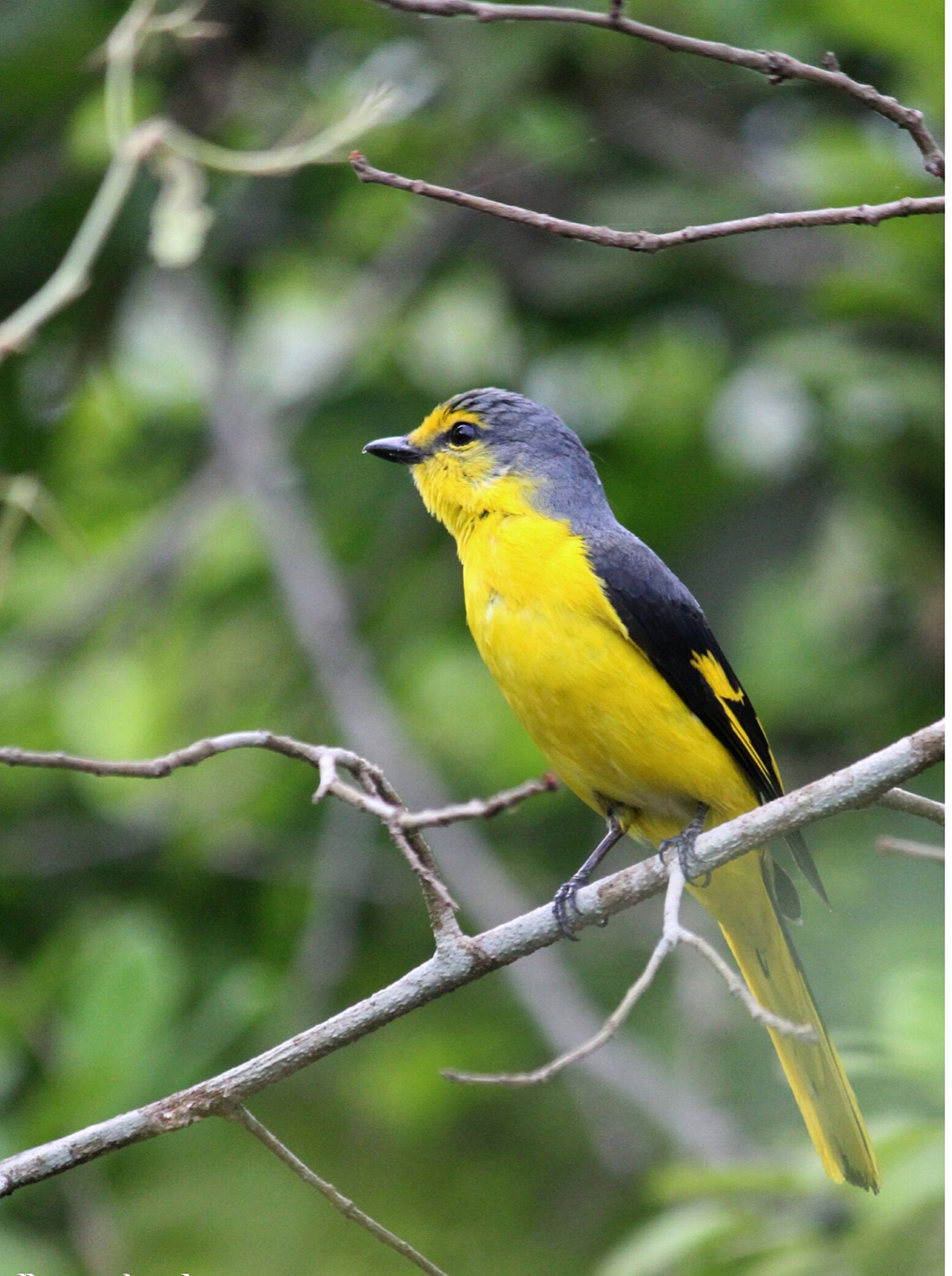 Short-billed minivet