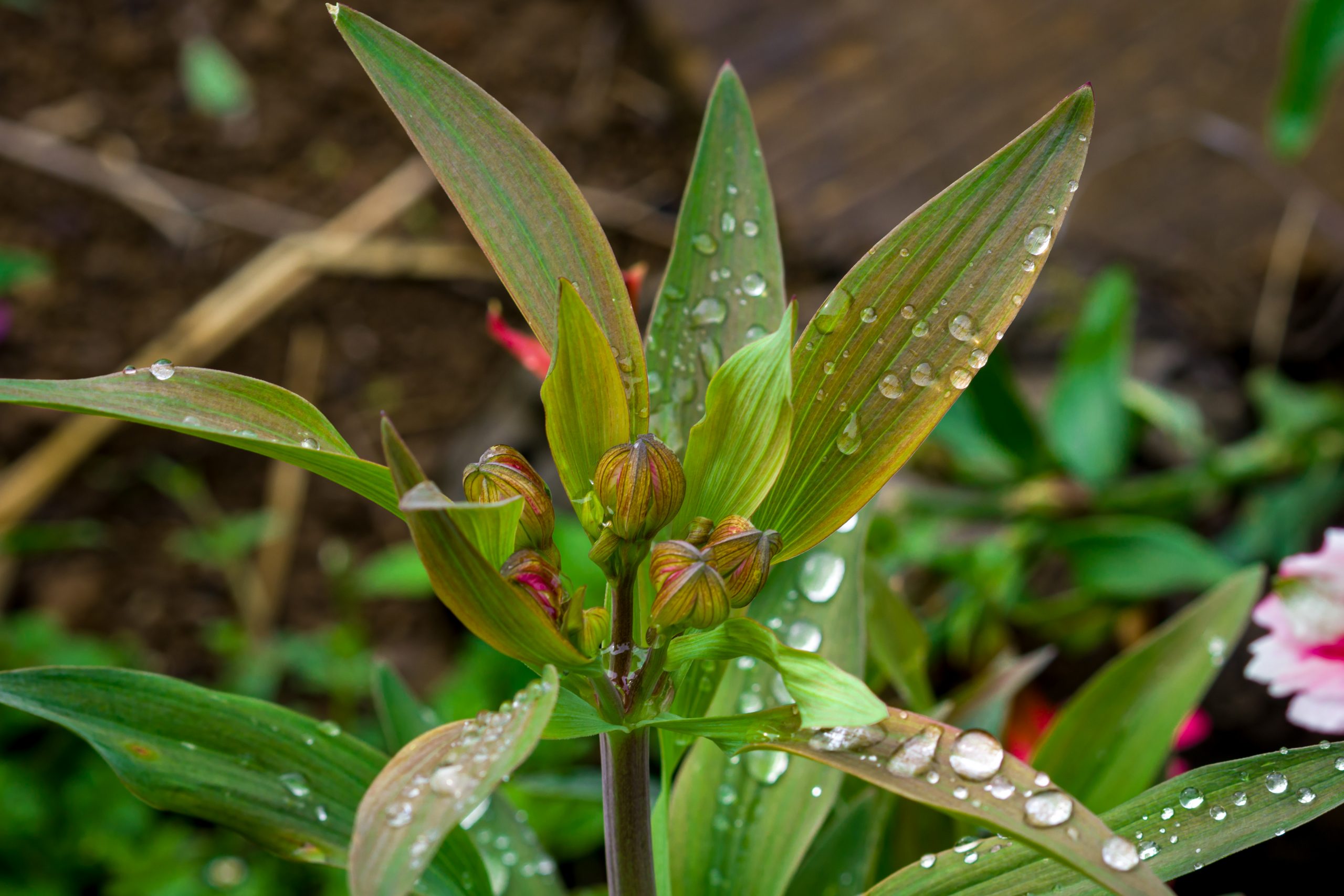 Water drops on a plant leaves