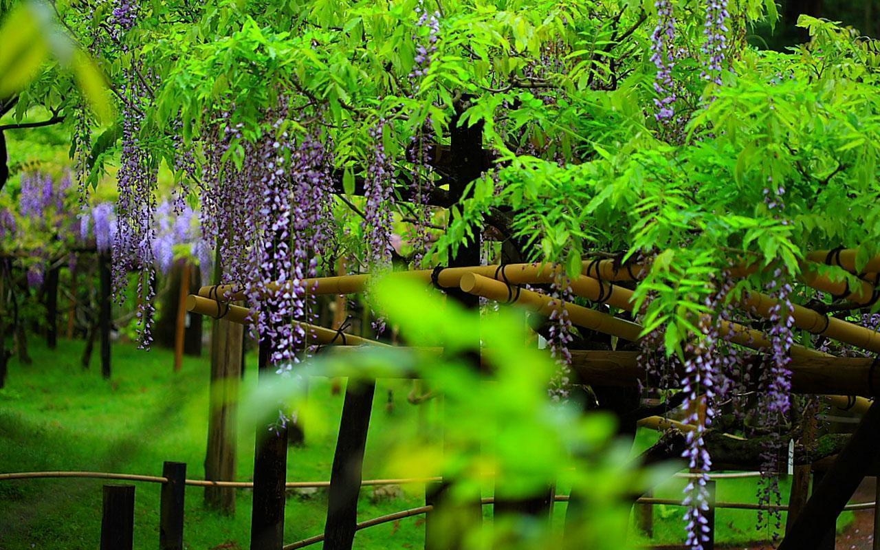 1280x800 Gadgets Info Available: Wallpaper Wisteria, Desktop