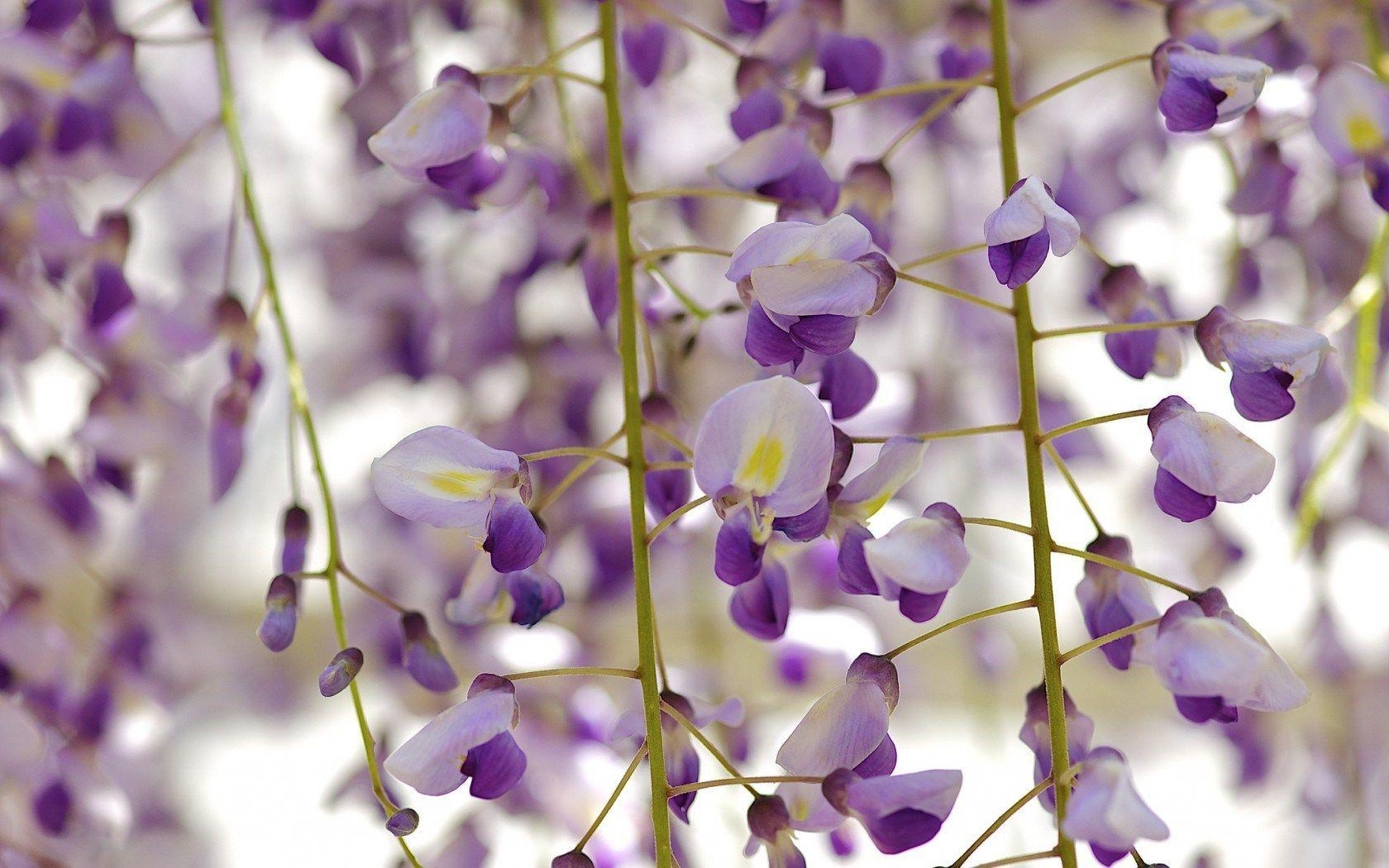 1680x1050 Flowers Wisteria Floribunda Royal Purple HD Wallpaper, Desktop