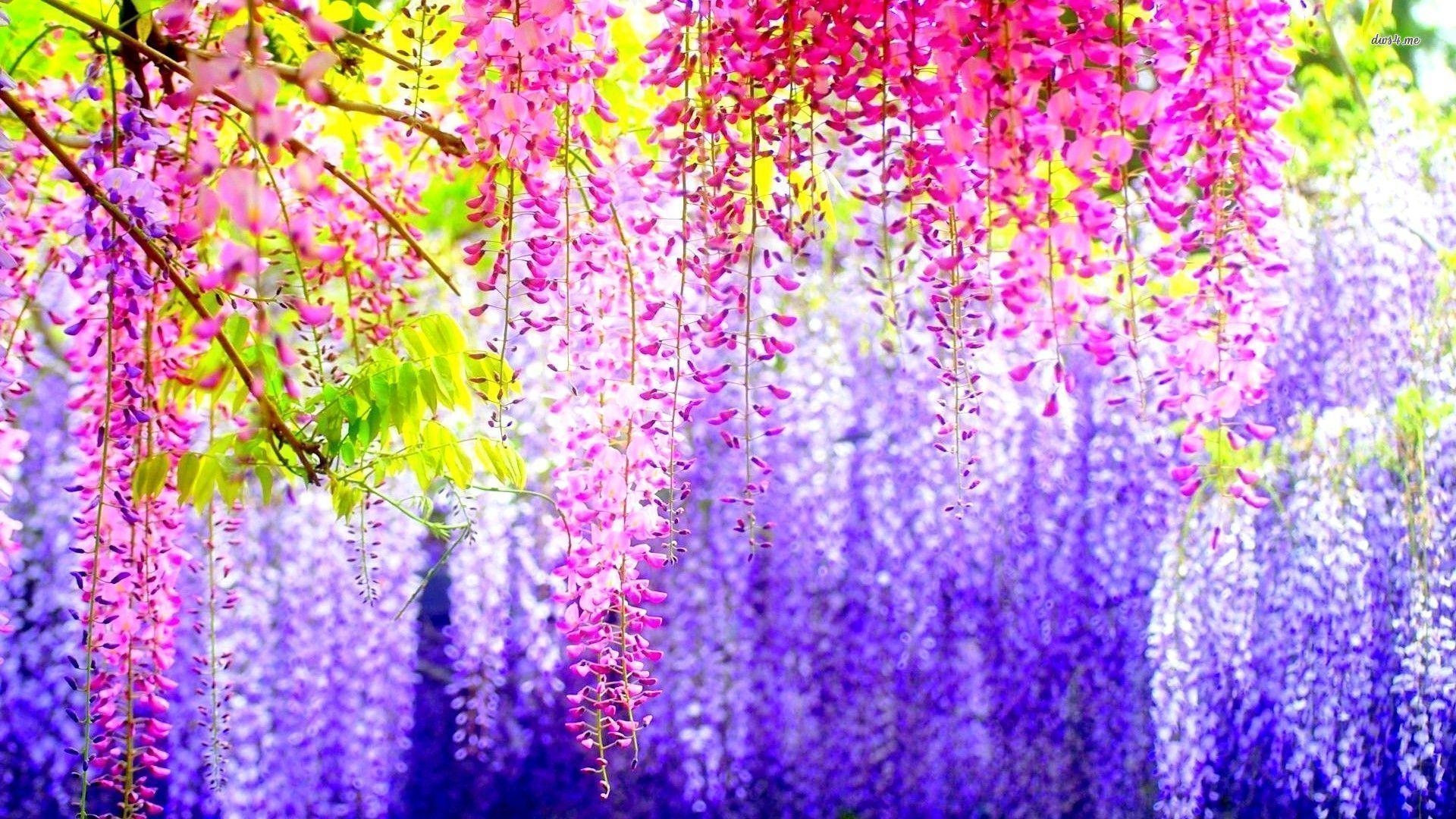 1920x1080 Chinese wisteria wallpaper wallpaper - #, Desktop