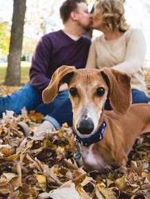 Couple’s Engagement Pictures Get Photobombed By A Wiener Dog