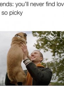 Dog Memes