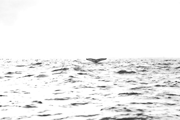 reflection, sea, horizon, seashore, sky, surf, water, waves