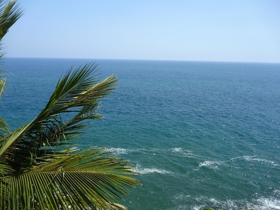 palm tree, blue sea, ocean, beach, sea, water, sky, coast, travel, landscape, summer