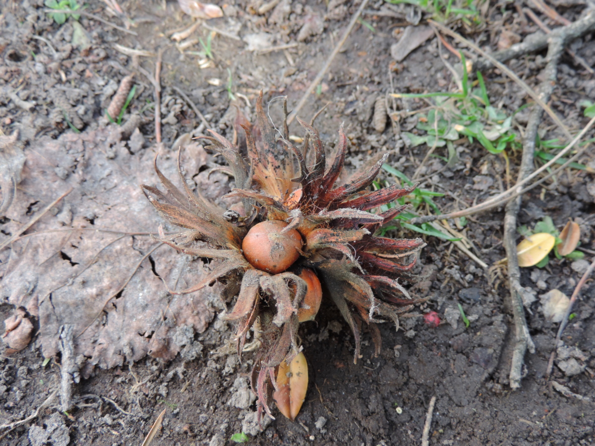 nuts, nature, flora, food, outdoors, leaf, environment, tree