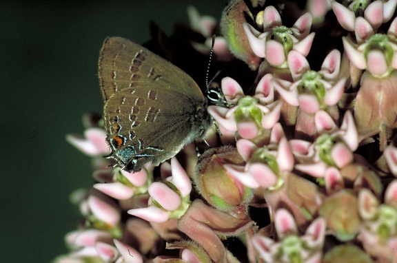 up-close, brown, butterfly, orange, neon, blue, accents