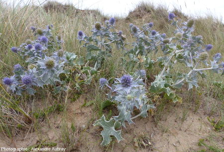 Panicaut maritime fixé sur la dune