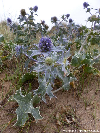 Panicaut maritime fixé sur la dune