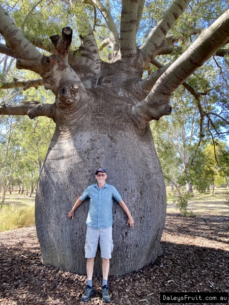 Bottle Trees have a huge trunk our staff member Greg on holidays infront of the one in Roma QLD a must see a very popular stand out tree for Australia