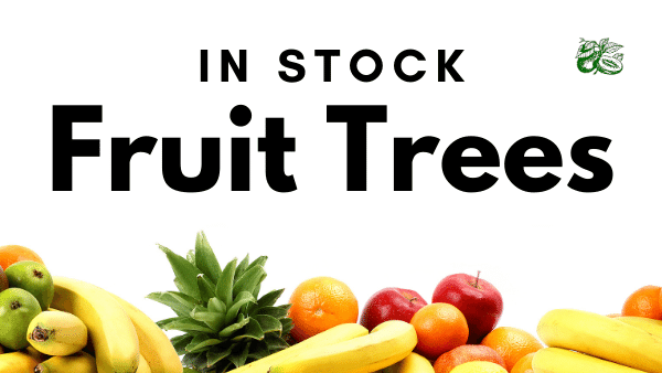 In stock fruit trees