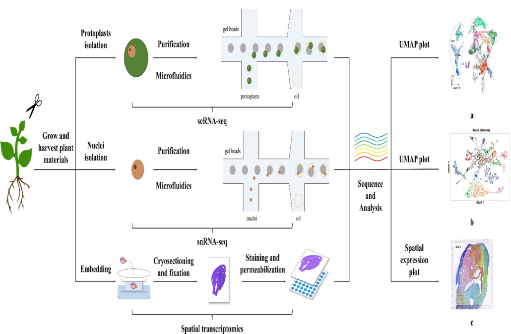 Prospects of Single Cell Transcriptomics in Plant Biology Research ...