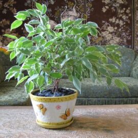 Laurel de la india (Ficus benjamina)