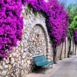 Buganvilla – Bougainvillea