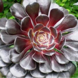 Aeonium Cabeza negra – Aeonium Arboreum Zwartkop