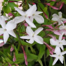 Jazmín común – Jasminum officinale