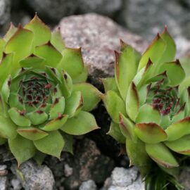 Siempreviva – Sempervivum tectorum