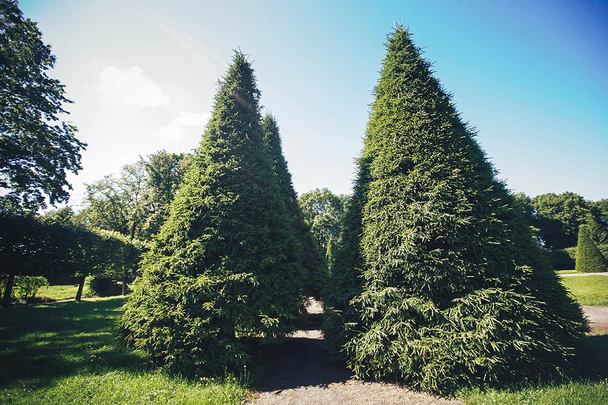 Arborvitae ‘Green Giant’