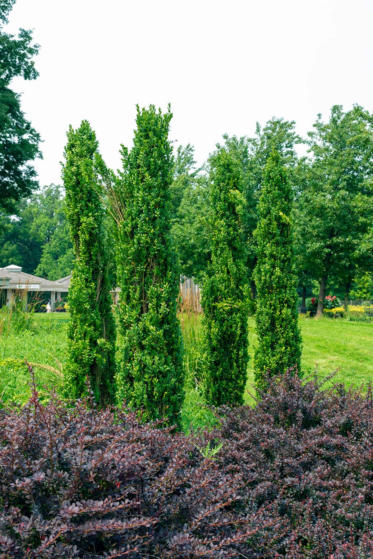 Boxwood ‘Graham Blandy’