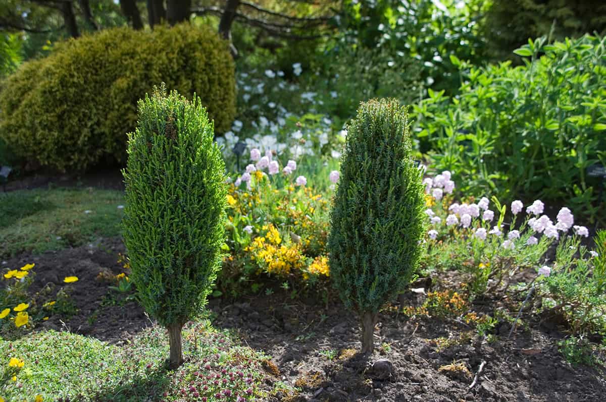 Common Juniper ‘Compressa’