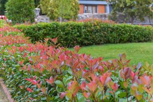 Fast Growing Evergreen Shrubs