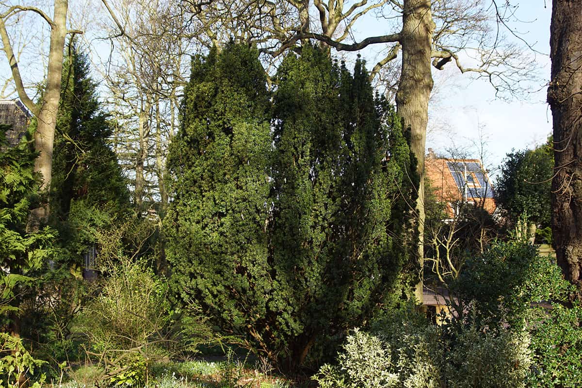 Irish Yew ‘Fastigata Aurea’