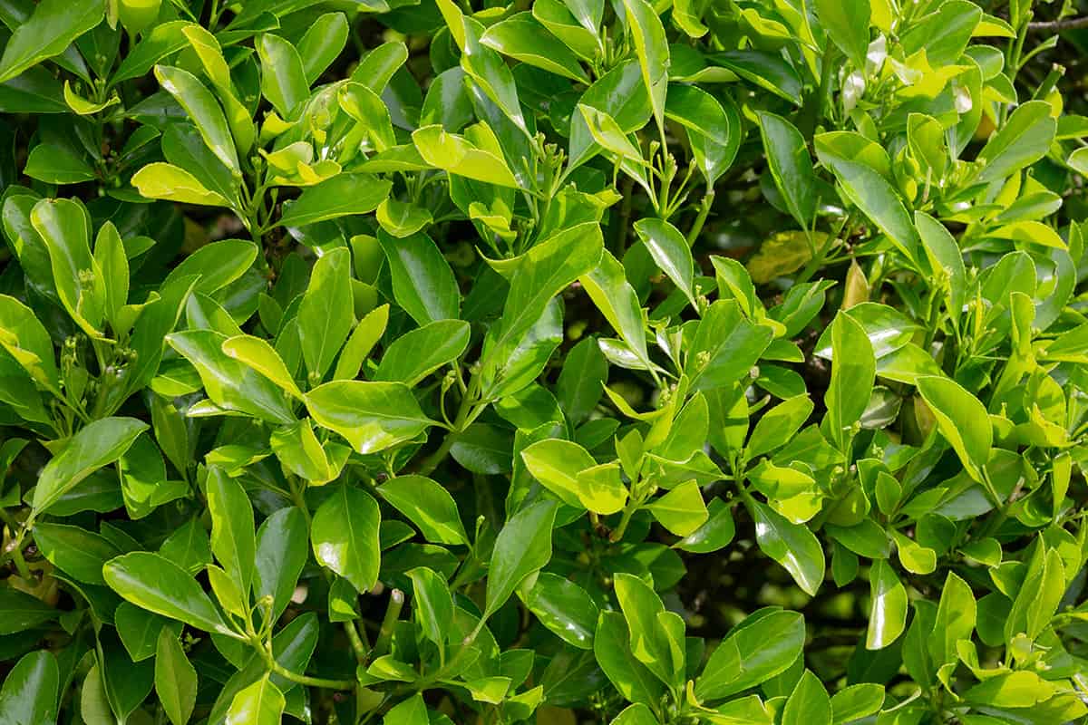 Japanese Euonymus ‘Green Spire’