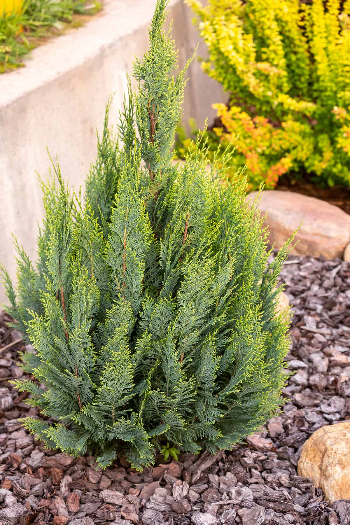 Lawson Cypress ‘Pinpoint Blue’