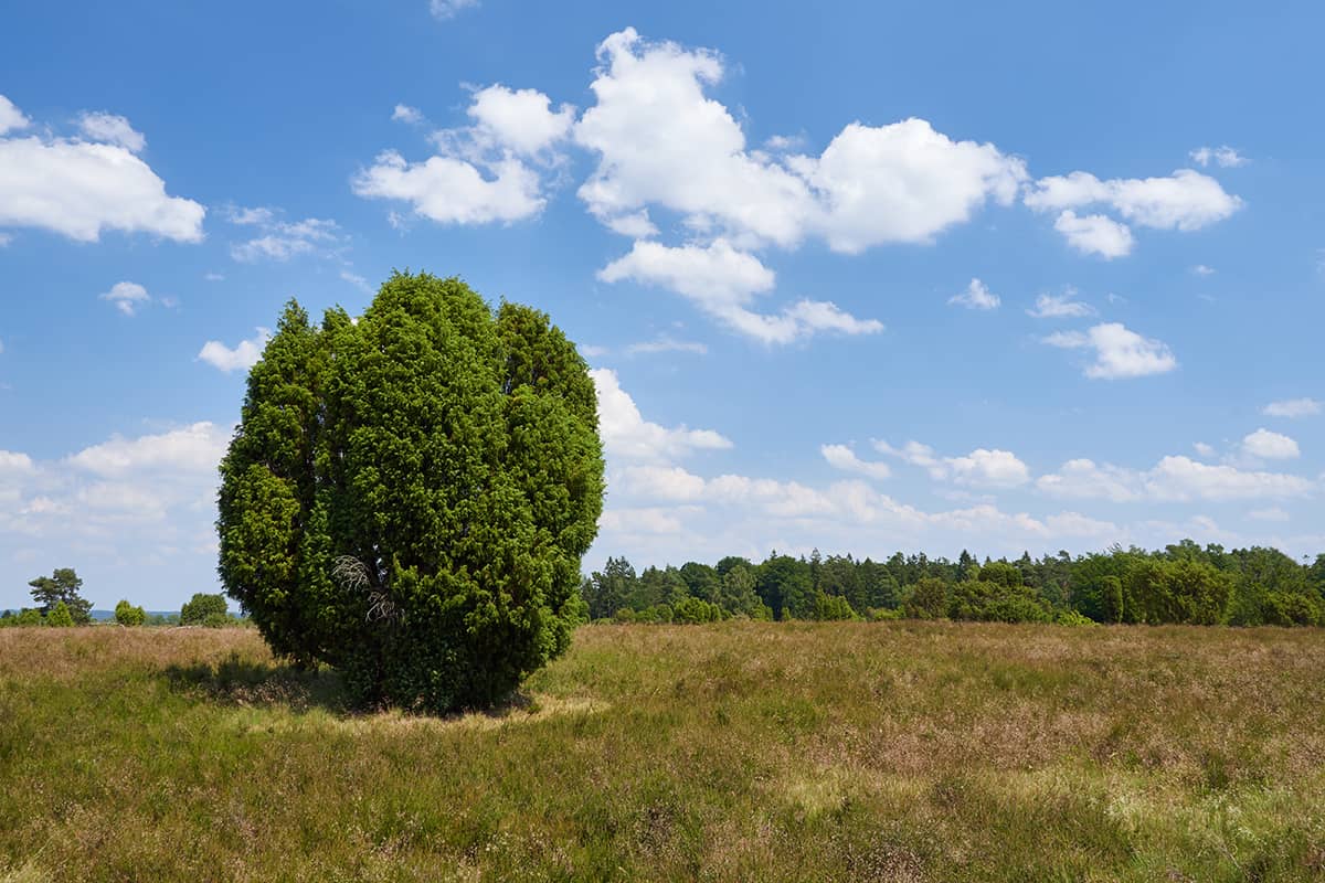 Narrow Evergreen Shrubs