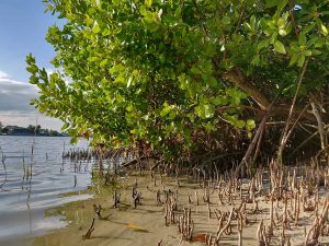 Black Mangrove – Growing and Care Guide