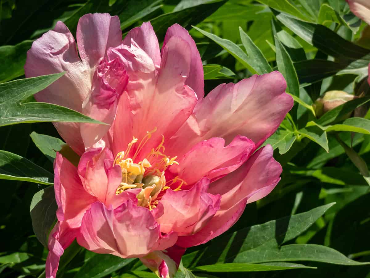 Intersectional Peony ‘Julia Rose’