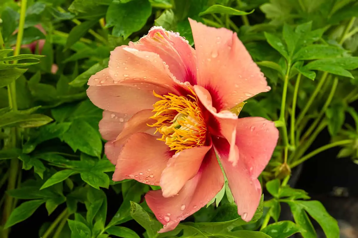 Intersectional Peony ‘Singing in the Rain’