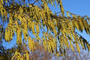 Smooth Alder – Growing and Care Guide