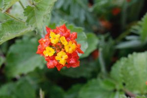 Texas Lantana – Growing and Care Guide