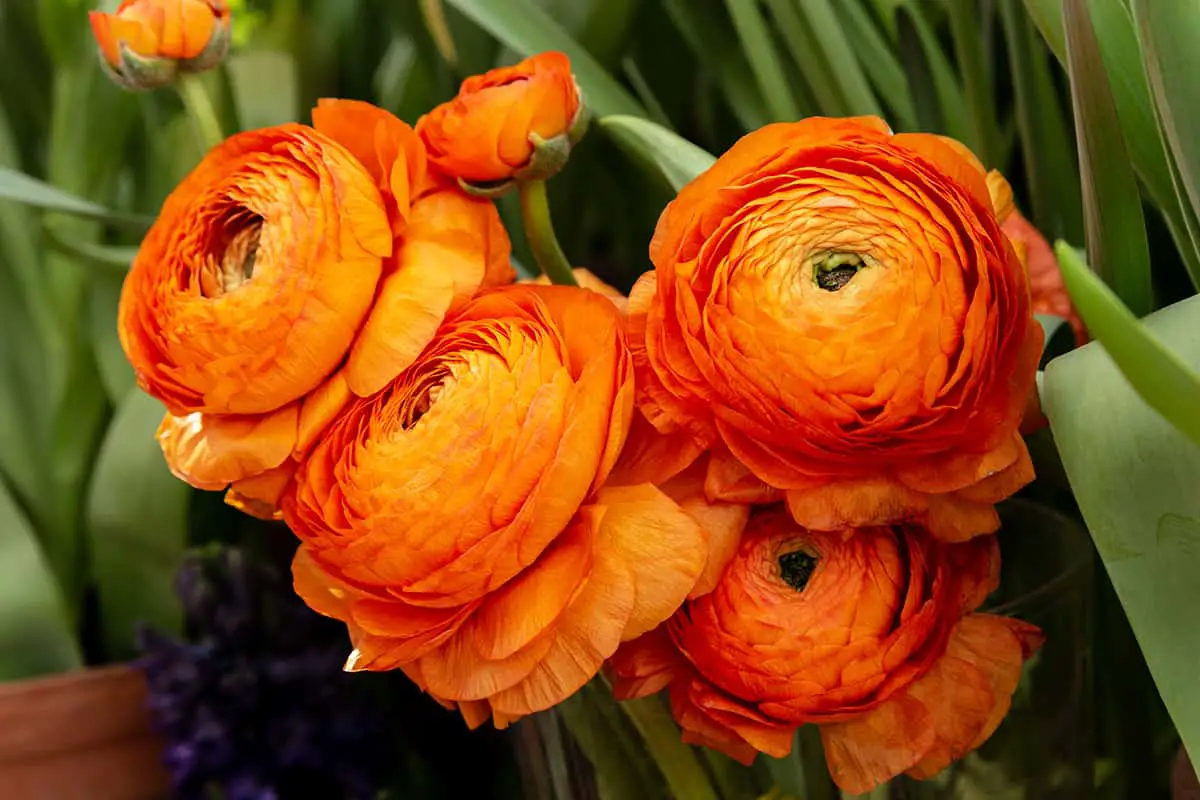 Types of Orange Peonies